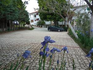 a group of blue flowers on a brick road at KATY&MLADEN in Baška