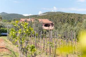 a house in the middle of a vineyard with trees at Agriturismo De Santis in Castiglioncello