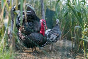 two turkeys walking on a path in a field at Agriturismo De Santis in Castiglioncello