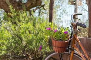a bike with a basket with purple flowers in it at Agriturismo De Santis in Castiglioncello