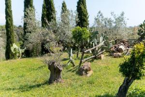 a group of trees and cacti in a field at Agriturismo De Santis in Castiglioncello
