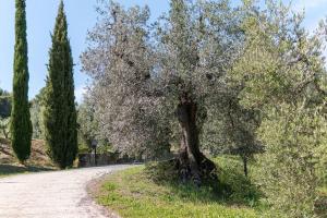 a tree on the side of a dirt road at Agriturismo De Santis in Castiglioncello