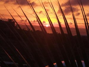a sunset seen through the tall blades of grass at Scialu & Riscialu in Pantelleria