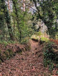 un sentiero sterrato in una zona boschiva con alberi di Hospedaje familiar en un enclave privilegiado a La Coruña
