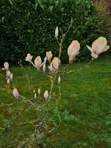 un piccolo albero con fiori rosa nell'erba di Green Haven a Friskney