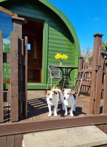 two dogs standing on a deck with a table at Green Haven in Friskney