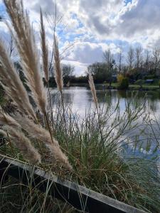 a field of tall grass next to a body of water at Green Haven in Friskney