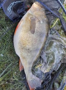 a dead fish is laying on a net at Green Haven in Friskney