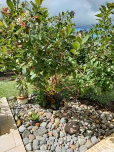 a garden with rocks and a tree and bushes at ZEN SOUFRIERE in Saint-Claude