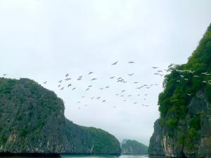a flock of birds flying over a body of water at Viet Hai Lan Homestay in Cat Ba