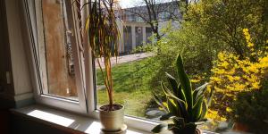 a window with a potted plant on a window sill at KAMBARIŲ nuoma Kaune - in Kaunas