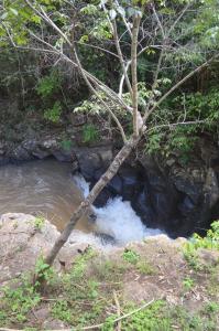 un árbol en medio de un río en Pacha Waterfront Nithi, en Chuka