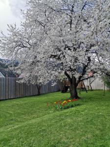 Gallery image of Kirschbaum Apartment in Murau