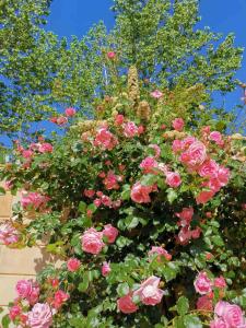 a bush of pink roses in front of a tree at House of Roses in Limassol