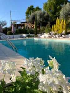 a group of white flowers next to a swimming pool at Porturama in Mouronho
