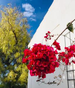 un montón de flores rojas colgando de un edificio en B&B Casa Adelante Sevilla, en Espartinas