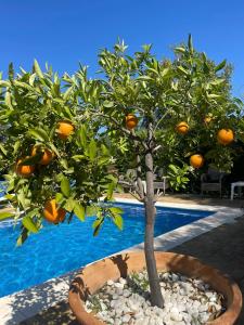 un pequeño naranjo en una olla junto a una piscina en B&B Casa Adelante Sevilla, en Espartinas