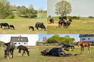 Zdjęcie z galerii obiektu Agroturystyka OLZOJA w mieście Posejnele