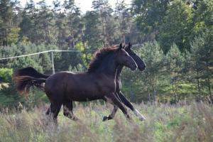 Zdjęcie z galerii obiektu Agroturystyka OLZOJA w mieście Posejnele