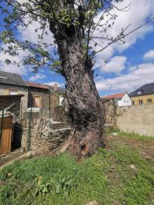 un árbol sentado en el césped junto a una pared de piedra en La Cascade verte /Appartement /jardin /parking en Braux
