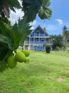 a blue house with a bunch of fruit hanging from a tree at Islander House on Rocky Cay Beach in San Andrés