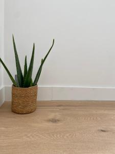 a potted plant sitting on top of a wooden floor at MM Greenhouse Appartement / Tourcoing - Lille in Tourcoing