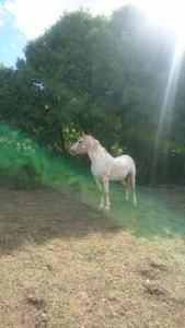 un cavallo bianco in piedi nell'erba vicino agli alberi di Maison à louer Les Roses ad Arconville