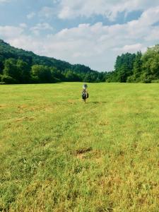 un perro caminando en un campo de hierba en Ferienhaus CLARNI en Sankt Wendel