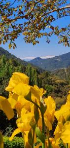 a group of yellow flowers with mountains in the background at Saluda Alta in Castril