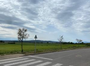 un camino vacío con un árbol y una pasarela en EL NIU DE LA BERTA, en Bellcaire dʼEmpordà