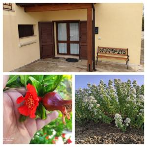 eine Collage von Bildern mit einer roten Blume und einer Bank in der Unterkunft Casa Costantino in Alcamo