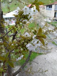 Giardino di Saba