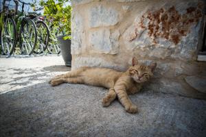 a cat laying on the ground next to a wall at The Olive Yard in Gythio
