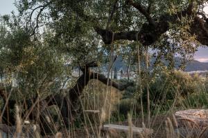 a bird sitting on top of a tree at The Olive Yard in Gythio