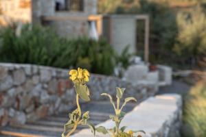 a yellow flower in front of a stone wall at The Olive Yard in Gythio
