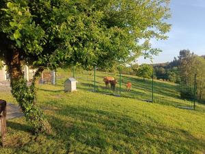 due cavalli in piedi in un campo dietro una recinzione di CASA ISAURA DE PENA Camino Primitivo a Pacio