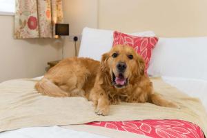 a brown dog laying on a bed at Best Western Fowey Valley in Lostwithiel