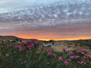 un champ de fleurs roses avec un coucher de soleil en arrière-plan dans l'établissement casa paz tavira, à Tavira