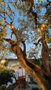 un gran árbol con luces de Navidad colgando de él en Foglie d'Argento, en Moneglia