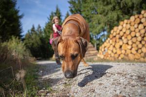un gran perro marrón caminando por un camino con una chica en BergButzen, en Braunlage