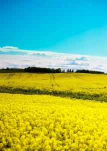 Gallery image of Domki pod jabłonką in Elganowo +19 photos