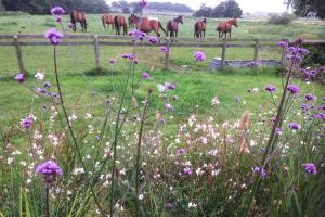 Zvířata v prázdninového domu nebo okolí + 11 fotografií