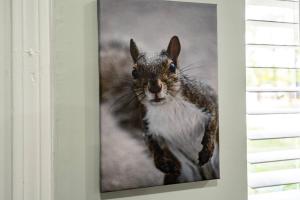 Afbeelding uit fotogalerij van The Nutty Squirrel! in Jacksonville