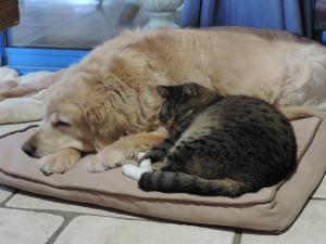 einen Hund und eine Katze, die auf einem Bett liegt in der Unterkunft Chez Papy et Mamy in Saint-Chef