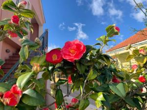 A garden outside Melissani House