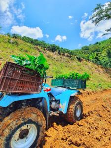 un tracteur muni d'un panier rempli de plantes dans l'établissement Hacienda La Mesa - Coffee farm, à La Paloma