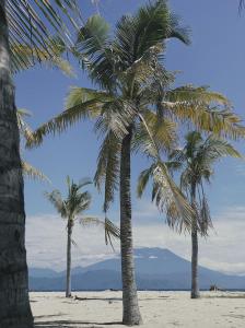 two palm trees on a beach with mountains in the background at Coconut Village Guest House Lembongan RedPartner in Nusa Lembongan