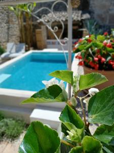 a plant in front of a swimming pool at Chez les filles in Dions