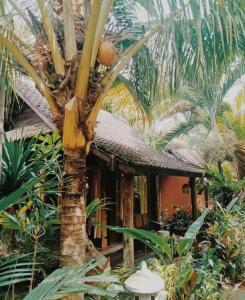 una piccola casa con una palma di fronte di Jembrana Bali Homestay a Pengambengan