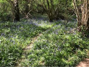 un campo de flores azules en el bosque en Captivating Apartment in Copthorne near Gatwick, en Copthorne